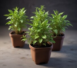 Fototapeta premium Small green Alternanthera brasiliana seedlings growing in a pot, small plants, leafy greens, greenhouse