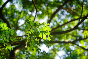 Lush Green Foliage with Sunlight Filtering Through Tree Canopy