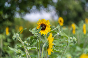 青空に映えるひまわり