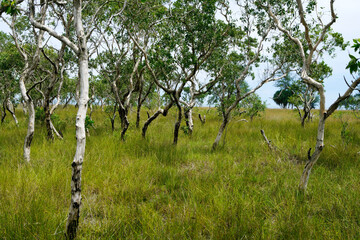 Fototapeta premium Lush Green Landscape with Sparse Trees and Grassy Ground