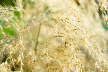 Delicate Golden Grass Blades in Soft Natural Light