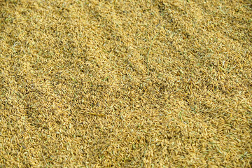 Golden Grain Seeds Spread Across a Sunlit Agricultural Field