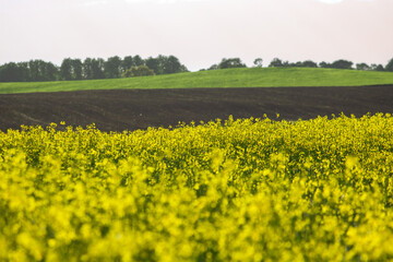 Yellow rapeseed flowers in a large cultivated field near Ejea de los Caballeros, in Aragon, Spain....