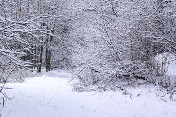 Winter landscape. Forest under the snow. Winter Park. Snow Forest Spruce. Old forest, green planet, fresh air. ecology