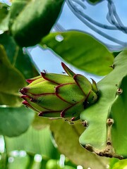 Dragon fruit