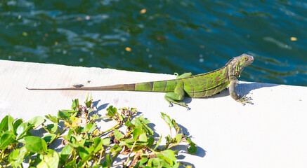 Exotic iguana reptile. Exotic reptile animal. Wildlife fauna. Wild iguana lizard. Iguana lizard on...