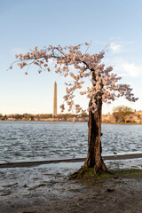 Stumpy the Cherry Tree