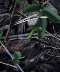  caterpillar in the jungle