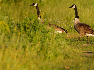 Kanadagans, Branta canadensis