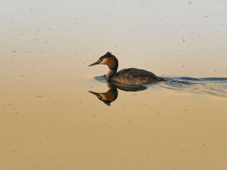 Haubentaucher, Podiceps cristatus