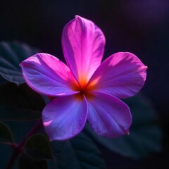 Illuminated Blossom at Sunset
