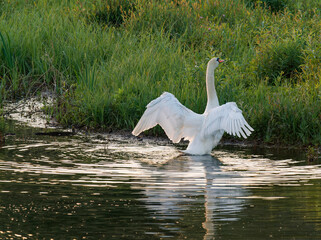 H&ouml;ckerschwan, Cygnus olor