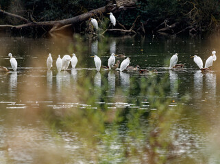 Silberreiher, Ardea alba, Casmerodius albus