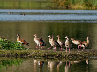 Nilgans, Alopochen aegyptiaca