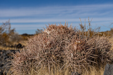 Cima volcanic field. Kelbaker Road, Mojave National Preserve. San Bernardino County, California. Mojave Desert / Basin and Range Province.  Homalocephala polycephala ssp. polycephala.  cactus