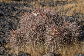 Cima volcanic field. Kelbaker Road, Mojave National Preserve. San Bernardino County, California. Mojave Desert / Basin and Range Province.  Homalocephala polycephala ssp. polycephala.  cactus