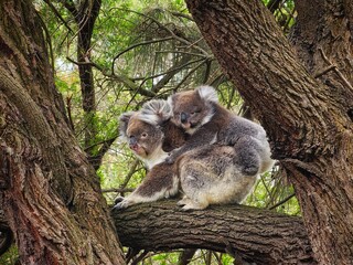 A heartwarming scene of a koala mother sitting on a tree branch with her baby holding tightly to her back, surrounded by dense foliage.