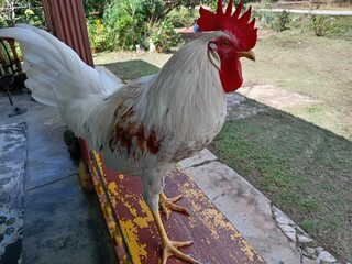 A white  layer or  laying  cock or rooster   in the courtyard.. Farm animals. photo taken in...