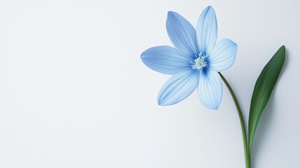 Obraz premium Delicate Blue Flower with Green Leaf on Soft White Background