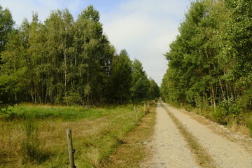 Landschaft im Zeitzer Forst bei Breitenbach nahe der Stadt Zeitz, Burgenlandkreis, Sachsen-Anhalt,...