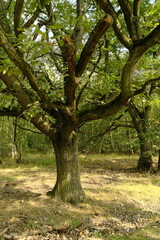 Landschaft im Zeitzer Forst bei Breitenbach nahe der Stadt Zeitz, Burgenlandkreis, Sachsen-Anhalt, Deutschland