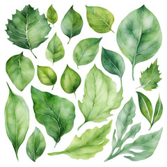 A beautiful collection of hand-painted green leaves in various shapes and sizes, showcasing intricate details and vibrant colors. Perfect for nature-themed designs and illustrations.
