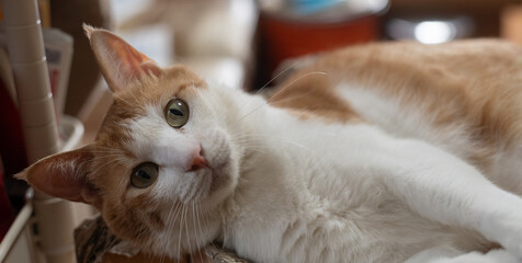 室内でくつろぐ可愛い猫　茶トラ白