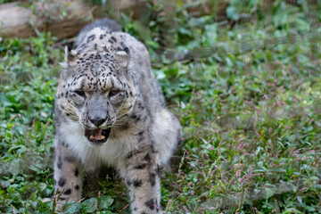 Obraz premium 座ってくつろぐ可愛い動物園のユキヒョウ