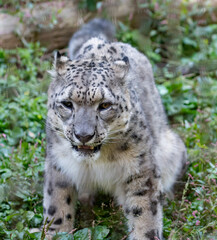 座ってくつろぐ可愛い動物園のユキヒョウ