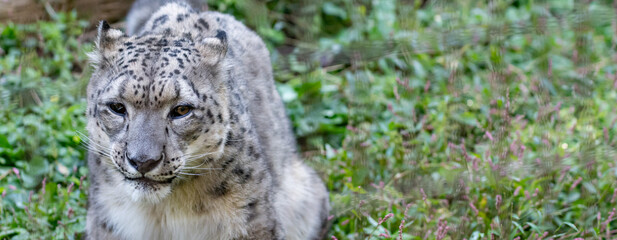 座ってくつろぐ可愛い動物園のユキヒョウ