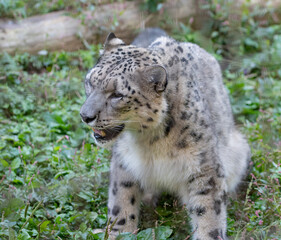 座ってくつろぐ可愛い動物園のユキヒョウ