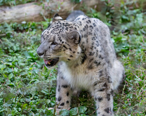 Fototapeta premium 座ってくつろぐ可愛い動物園のユキヒョウ