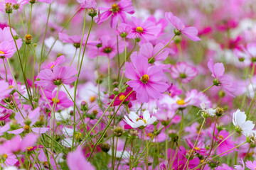 コスモスの咲き乱れる風景