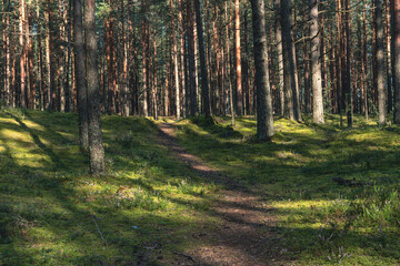 Obraz premium A peaceful forest scene featuring a sunlit path surrounded by tall pine trees in dense woodland. The vibrant green moss and scattered shadows create a serene and natural atmosphere