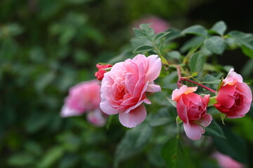 Fototapeta premium 花の女王