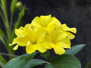 Stunning bunch of yellow flowers