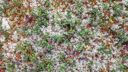 Reindeer moss or lichen moss. Natural background in a Finnish forest.