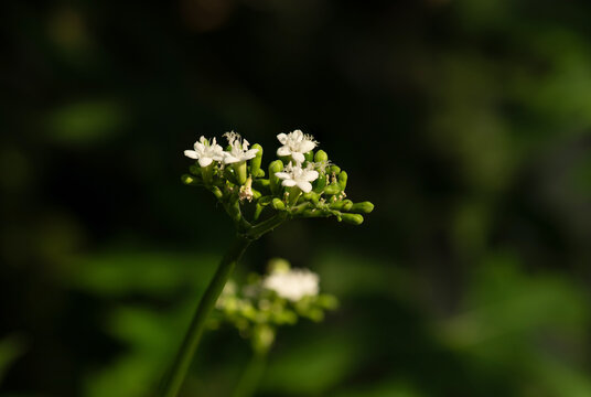 Chaya or Cnidoscolus chayamansa McVaugh branch flowers on natural background.