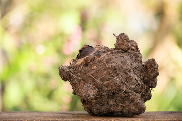 Konjac or Amorphophallus konjac head on natural background.
