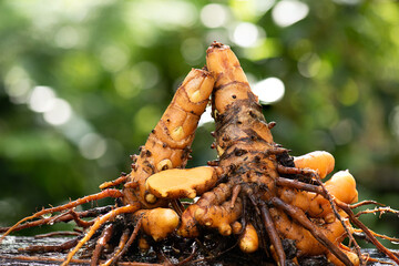 Curcuma zedoaria rhizome on natural background.