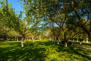 A sunlit backyard featuring green grass, trees, and a brick house in a peaceful suburban setting. Shadows from the trees add a tranquil and scenic atmosphere