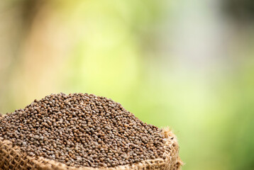 Dried perilla seeds on natural background.