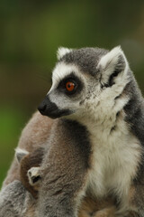 These cute monkeys species ring-tailed lemurs are in their natural environment