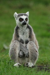 These cute monkeys species ring-tailed lemurs are in their natural environment