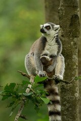 These cute monkeys species ring-tailed lemurs are in their natural environment