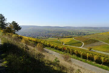 Obraz premium Weinberge bei Thüngersheim, Landkreis Main-Spessart, Unterfranken, Bayern, Deutschland