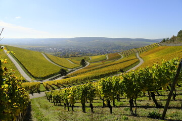Weinberge bei Thüngersheim, Landkreis Main-Spessart, Unterfranken, Bayern, Deutschland
