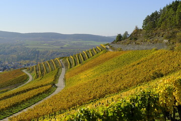 Weinberge bei Th&uuml;ngersheim, Landkreis Main-Spessart, Unterfranken, Bayern, Deutschland