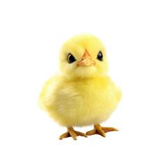 Obraz premium Cute Baby Chick Stands Proudly Isolated on PNG Transparent Background