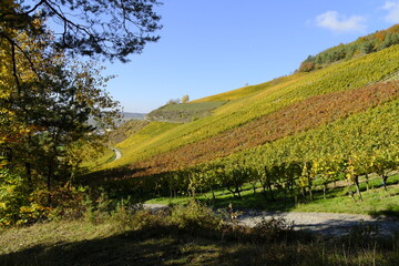 Weinberge bei Thüngersheim, Landkreis Main-Spessart, Unterfranken, Bayern, Deutschland